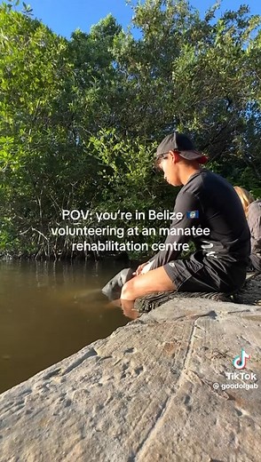 17K views · 394 reactions | Manatee feeding time at Wildtracks, Sarteneja, Belize | Belize Live News | Facebook