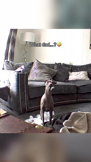 Funny Dogs Captured on Surveillance Cameras