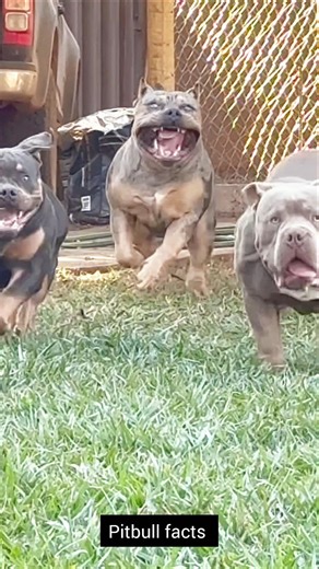 #pitbull #facts #wildlife #guarddog