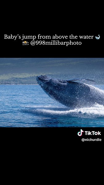 @998 Millibar Photography and I were hanging out 5 miles off Wailea when this happened! Sweet (HUGE) baby humpback whale decided to surprise us….we had our under water camera filming 👀 Once again, left the sound off so you can hear the majestic whales under the water (plus our reactions) 🐋 #whale #whaleseason #maui #hawaii #humpbackwhales