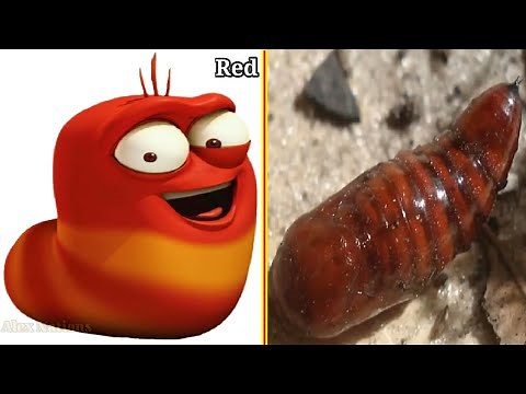 Larva Real Life Characters