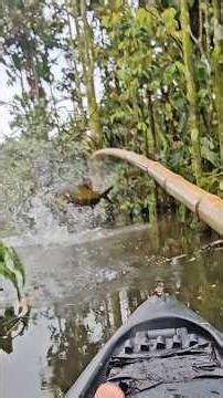 I felt like crying #fish #fishing #fisherman #tambaqui