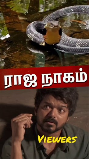 ராஜநாகம் பற்றிய உண்மைகள் #shorts
