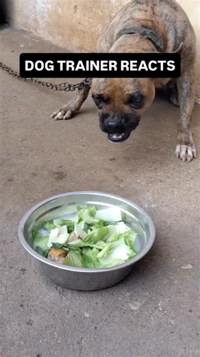 28M views · 1.3K reactions | ⚠️ DOG TRAINER REACTS ⚠️ - Extremely bad...