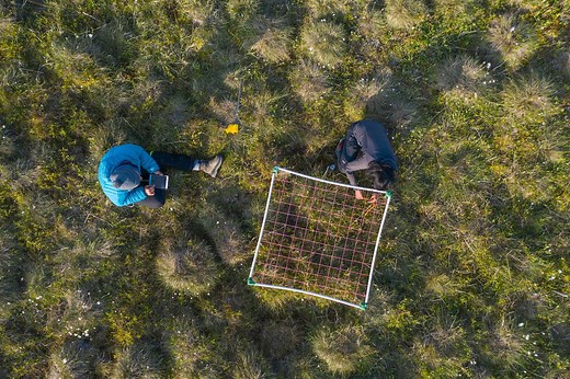 Plant communities in the Canadian Arctic are shifting with climate change