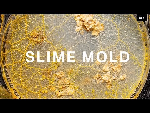 What self-driving cars can learn from brainless slime mold