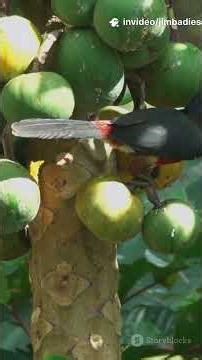 "Birds of the Rainforest" #wildlife #conservation #nature