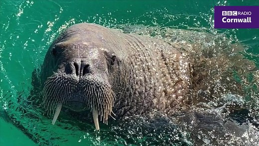 6.6K views · 71 reactions | Wally the walrus is being encouraged to leave the Isles of Scilly and go home - listen to Dan Jarvis from British Divers Marine Life Rescue explain how they're going to do it  https://bbc.in/WallyGoHome Thanks to Martyn Barlow, Dan Jarvis, @barefootislanders, Tony Goddard, Andy Dewhurst and Lucy Trafford for the photos | BBC Cornwall | Facebook
