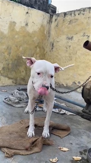 the most popular protective dog ! dogo argentino #viral #music hunting ' N loyal guard dog #pets