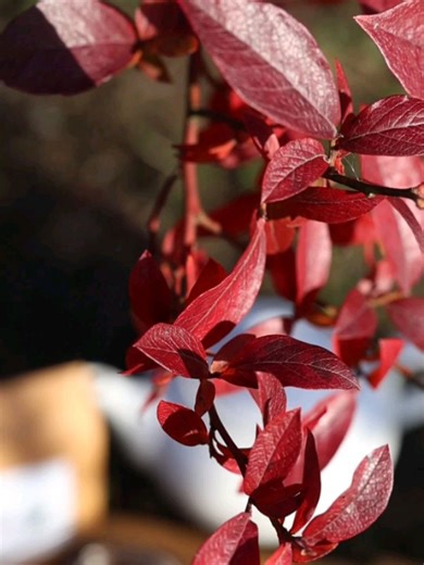 Yellow Point Farms on Reels