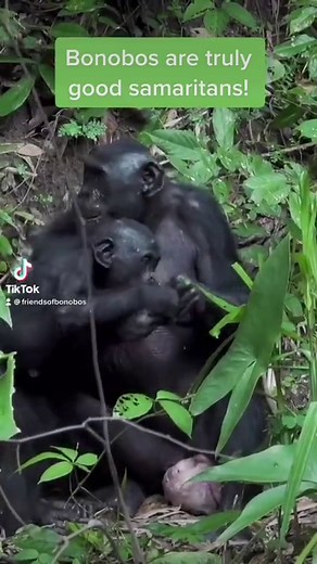 Happy International Day of Peace! Bonobos are known to be one of the most peaceful primates. They share, care for each other’s young, and avoid conflict. ☮️ Head to our Tik Tok to learn more bonobo facts, see funny bonobo videos and more. #bonobos #animals #internationaldayofpeace #kind #peace | Friends of Bonobos