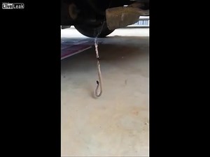 54K views · 198 reactions | Spider vs Brown snake. | The Picture Magazine | Facebook