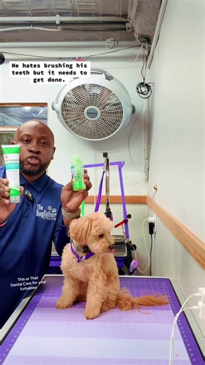 Doggie Dental Care: Freshen Up Your Pup’s Breath!