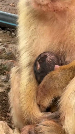 Barbary Monkey Baby #barbarymacaques #wildlife #safari #morocco