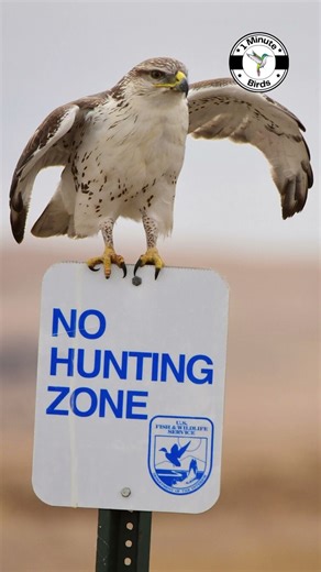 Ferruginous Hawk #shorts #birds