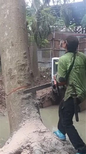 Woodworking project the process of felling large jenjing trees #shortvideo #treecutting #chainsaw