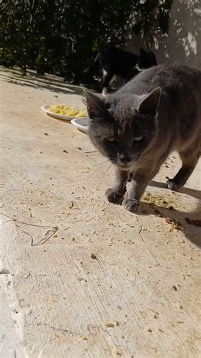 part 2 come, feed poor cats 🐈 😻 #cat #видосыоткота
