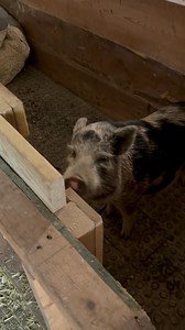 Myels new hobby is parkour. He does not want to show off but all the practice is really paying off , see you at the Olympics !! | Arthur's Acres Animal Sanctuary