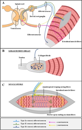 In vitro modelling of human proprioceptive sensory neurons in the neuromuscular system - Scientific Reports