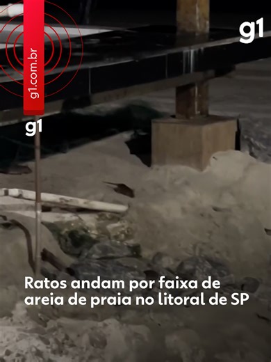 Litoral de SP - Uma grande quantidade de ratos foi flagrada na faixa de areia de uma praia em Mongaguá, no litoral de São Paulo, na altura do bairro Jardim Cascata, em vídeos que circulam nas redes sociais. As imagens começaram a viralizar na sexta‑feira (13). Não há confirmação da data em que os registros foram feitos, mas, segundo a Prefeitura de Mongaguá, o local apresenta condições que dificultam o controle dos animais, devido à existência de resíduos e estruturas que servem de abrigo. A adm