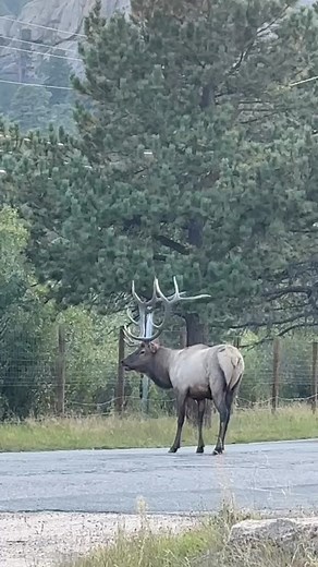 Sure - cut between a rutting bull elk and his ladies - what could go wrong? 😂 www.GoodBullGuided.com #Photography #wildlife #nature #colorado #goodbull #estespark #tourons #wapiti #elk #bullelk #wildanimals | Good Bull Outdoors