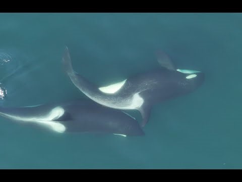 Orca discovery: SRKW make their own rubbing tools from bull kelp