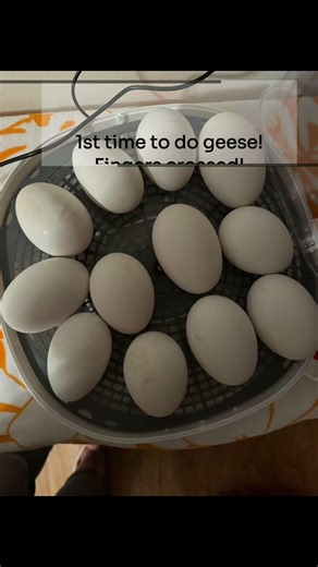 They are a mixed flock, some are Sebastopol #geese #incubator #sebastapol #surprise #farmlife