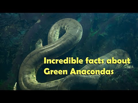 Incredible facts about Green Anacondas
