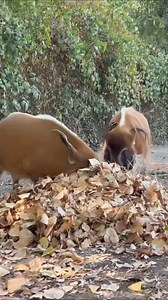 Falling leaves in Autumn means more fun enrichment opportunities for the animals at Safari West! A pile of leaves with treats hidden inside can turn into hours of fun for our red⁠-river hogs. Do you have any animals in your lives that love the big piles of leaves that autumn brings? ⁠ 🎥: Animal Caregiver Erica Steyding | Safari West
