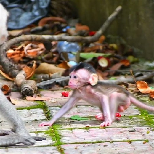 Smallest baby trying very hard walking