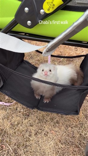 🌸 Meet Bella🐾 Bella is a sweet and playful ferret looking for a loving new home. She’s curious, energetic, and enjoys exploring, playing, and curling up for cozy naps. We’re hoping to find a responsible home where she’ll be well cared for and given lots of love and attention. If you’re interested in giving Bella a wonderful home, feel free to send a message for more information. 🏡💛 #ferretlife #ferret #ferretbaby