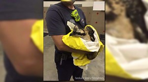 Firefighters rescue badly injured osprey that fell out of burning nest