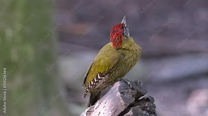Close shot of a laced woodpecker (Picus vittatus) that perch on a tree log and look around itself.