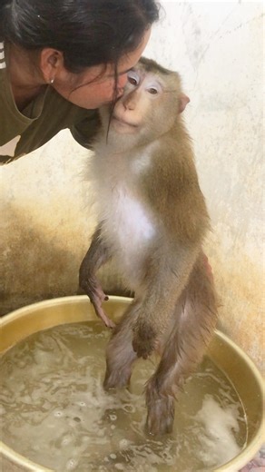 21K views · 383 reactions | Little Jason Concede Halt Aggressive When Mom Smooching Comfort | Monkey Jason | Facebook