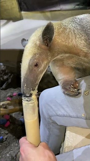 Antwon Our Friendly Anteater You Can meet & Pet!