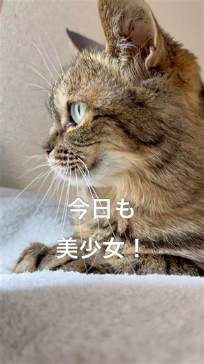 昨日は夜中まで頻尿が酷くてやまはたんしんどそうでしたが今日は元気なのでブラッシング後はひとりで過ごすことが多い日です（2026/05/06） #やまはたん