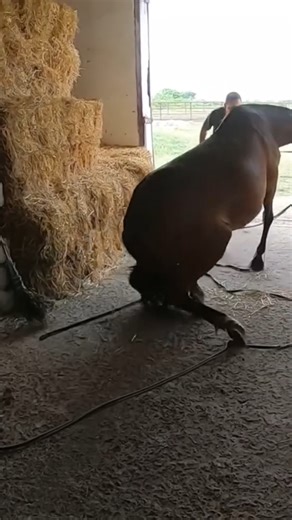 This horse arrived in such terrible condition that it is difficult to imagine what he had been through. There was a fire in the stable, and he was one of the few horses that managed to survive. | Animal Factory