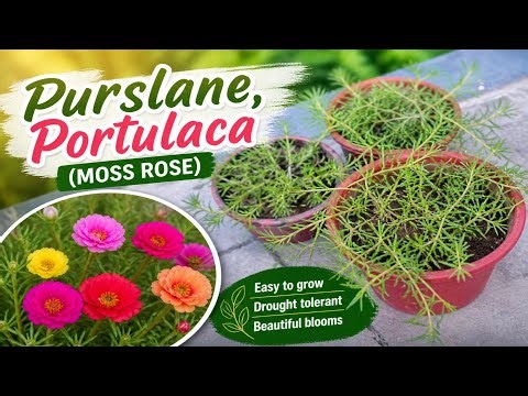 How to grow and care Purslane / Portulaca / Moss Rose | Care and Tips | RKG BAGIYA | #portulaca