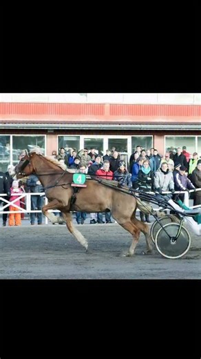 TRTmethod | Tristan Tucker | Horse Training on Instagram: "There was a lot of tension in the beginning. But with small, consistent steps, things started to change. Thank you for sharing your inspiring TRT story with us, Tanja! 🙌 Follow for more 👉 @trt.method #trtmethod #tristantucker #horsebehavior #groundwork #horsetraining #libertywork #transformation #equestrianlife #horse #spookyhorse #buildingtrust"