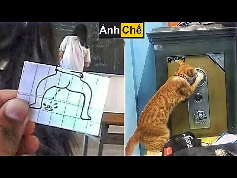 Những Hình Ảnh Hài Hước (P 5) Tranh vẽ bậy, Mèo siêu trộm!