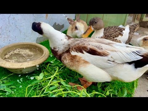 Cute Rabbits and Ducks Eating Together | Adorable Animal Friendship