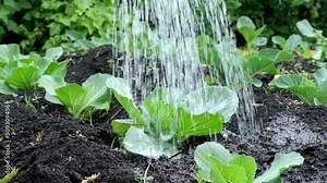 Watering young cabbage seedlings from a watering can on a bed in the garden.