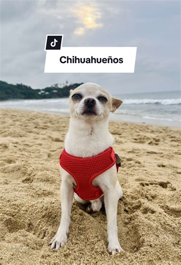 Este puede que sea un post más aburrido que los que solemos ver de Chihuahuas tirando la mordida por personas que los molestan a propósito y todo el mundo riéndose diciendo “así son” y la realidad es que esos perros están en un estado de crisis constante y no es nada divertido ni normal. Los Chihuahueños tienen un temperamento fuerte? Si, por lo tanto si no lo tratas como un perro y no recibe entrenamiento, socialización, ejercicio y estimulación mental como cualquier perro puede salirse todo de