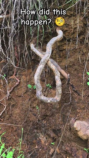 Nature’s Perfect Knot: How? 🧐 #shorts n #naturelivesandbreathes