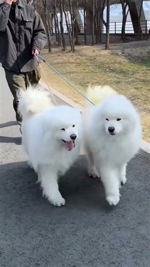 Samoyed 😊 #shorts #puppy #trending #pets