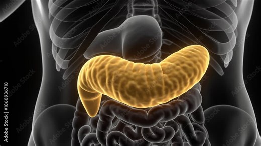 Close-up 3D Animation of Human Pancreas and Digestive System