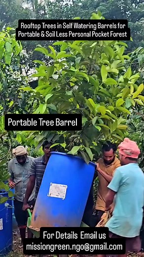 12K views · 3K reactions | Rooftop Trees in Self Watering Barrels for...