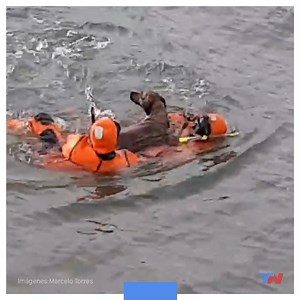 711K views · 10K reactions | Un perro se estaba ahogando y agentes de...