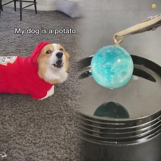 He thinks he’s a potato! #tiktokuni #fypシ゚viral #pov #foryoupage #shorts#funny#humor#asmr#dog#dogs