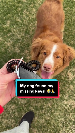 My Dog Finds My Lost Keys on a Hike Adventure